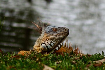 iguana on a tree