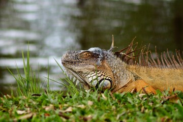 alligator in the grass