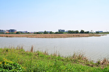 The Natural Swamp among the meadow and greenery with natural and bright blue sky in background.