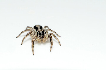 spider on the wall