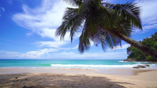beach with palm trees seaside resort.  Coconut palm tree sunny sky clouds.