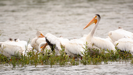 pelicans on the beach