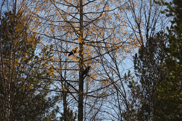 Two black crows sit on the branches of a large Larch tree. There are yellow needles on the branches of the tree. Autumn landscape. Wild Nature of Eastern Siberia.