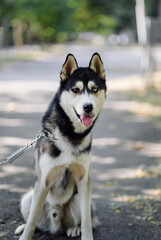 Siberian husky dog