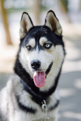 Siberian husky dog