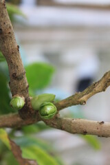 hydrangea flower bud background blur


