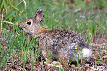 Mountain cottontail rabbit in the grass