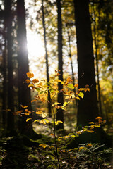 Arbustre en automne en contre-jour dans la forêt