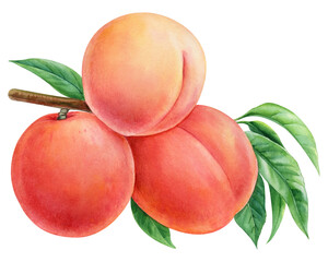 Peach on a branch, leaves isolated on white background. Watercolor Botanical illustration of fruit peach