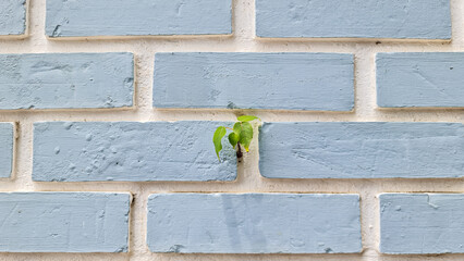 Leaves sprouting from the ground