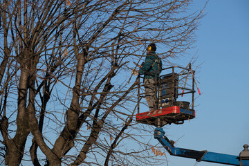 Trimming and sawing trees by a man with a chainsaw standing on the platform of a mechanical...