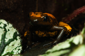 Close-up of a golden poison frog