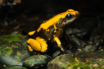 Close-up of a golden poison frog