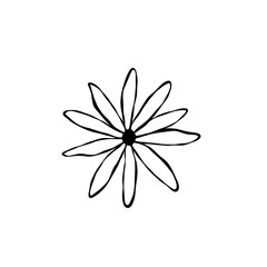 Daisy flower 