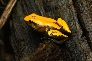 Close-up of a golden poison frog