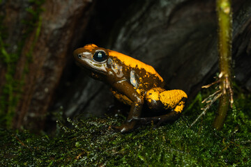 Close-up of a golden poison frog