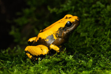 Close-up of a golden poison frog