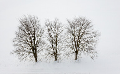Fototapeta na wymiar Baum aus der Vogelperspektive Winterlandschaft
