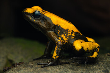 Close-up of a golden poison frog