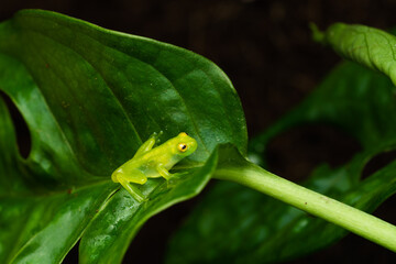 Fototapeta premium Close-up of a freshly metamorphosed reticulated glass frog on a leaf