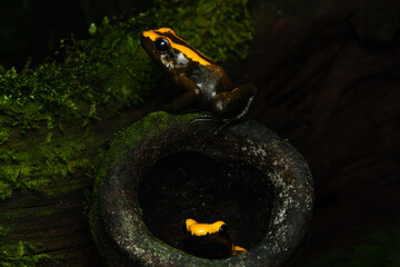 Close-up of a golden poison frog sitting on top of a nutshell and one sitting in a nutshell