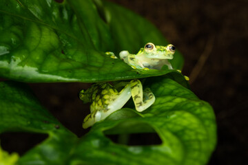Female reticulated glass frogs full of eggs on a plant