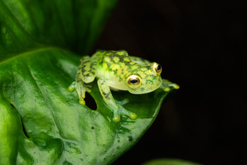 Female reticulated glass frog full of eggs on a plant