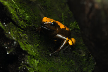 Close-up of a golden poison frog