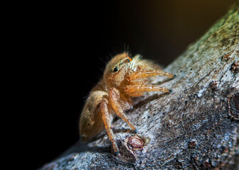 close up of a spider