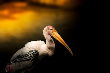portrait of a pelican