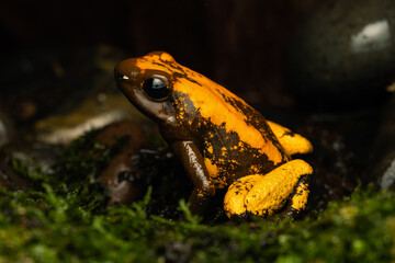 Close-up of a golden poison frog