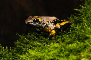 Close-up of a golden poison frog