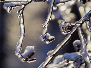Icebound beautiful bright orange maple leaf afterthe cyclone
