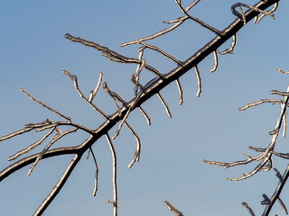 Icebound beautiful bright orange maple leaf afterthe cyclone