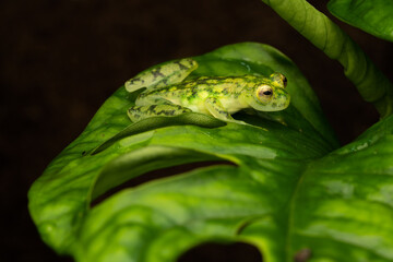 Female reticulated glass frog full of eggs on a plant