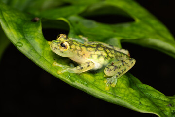 Female reticulated glass frog full of eggs on a plant