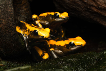 Close-up of three golden poison frogs sitting on top of each other