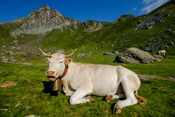 Fototapeta na wymiar cows on lac Casterau, Ayous lakes tour, Pyrenees National Park, Pyrenees Atlantiques, France