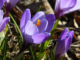 Purple crocuses