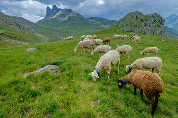 flock of sheep in the meadows of Portalet, Ayous lakes tour, Pyrenees National Park, Pyrenees...