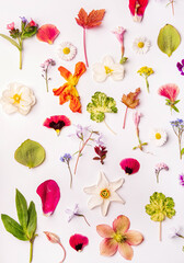 spring flowers on the white background