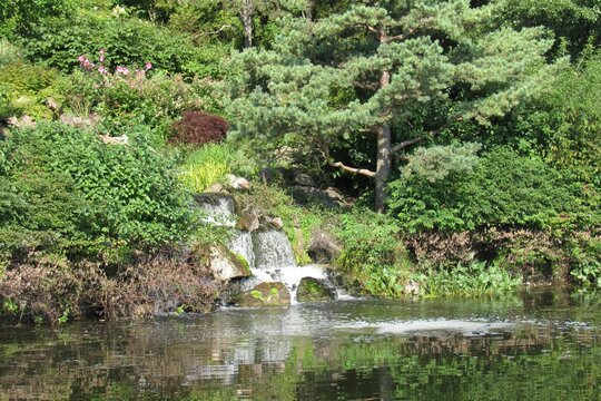 Beautiful forest with a lake and different flowers on a sunny day