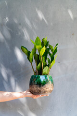 A home plant in a pot in your hands