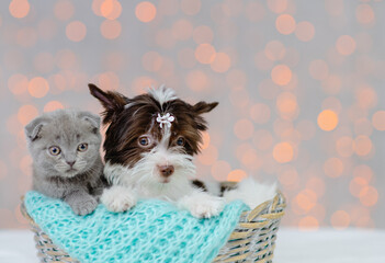 Kitten and puppy lying next to each other on a blanket against the background of lights