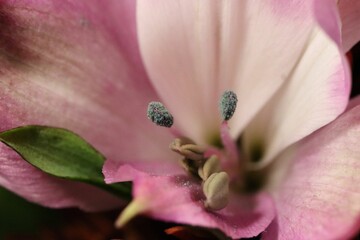 Close-up of a pink Asiatic lily Levi flower