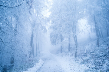 winter im wald mit wanderweg