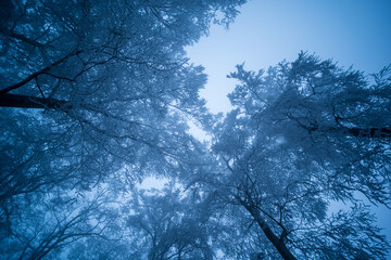 baumkronen gegen nebel, himmel