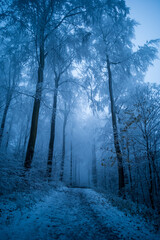 winterwald, dunkel, geringe schärfe, nebel