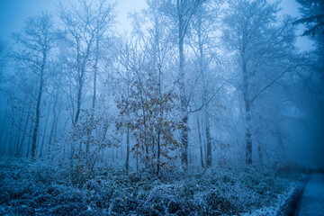 winterwald im nebel, geringe schärfe
