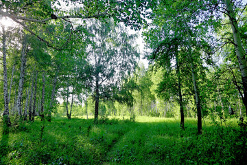 Fototapeta na wymiar Birch forest